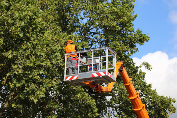 Best Tree Cabling and Bracing  in Shillington, PA