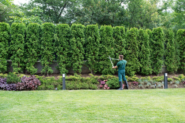 Best Lawn Renovation and Restoration  in Shillington, PA