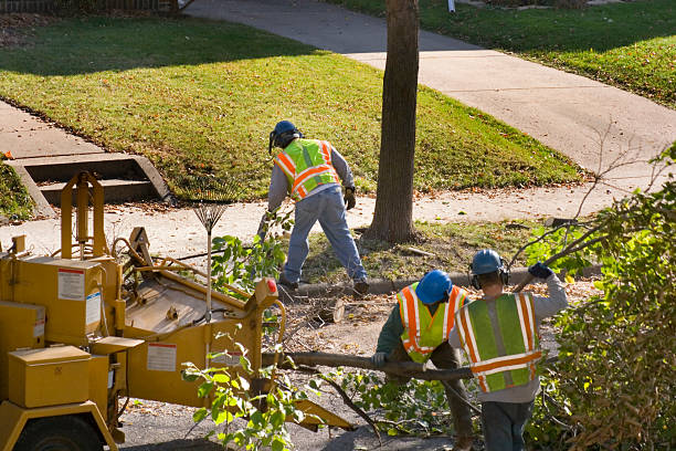 How Our Tree Care Process Works  in  Shillington, PA