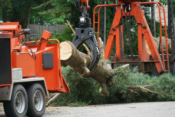 Best Tree Risk Assessment  in Shillington, PA